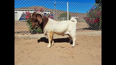 WITHDRAWN- BOER GOAT BUCK NAMA BOER GOAT STUD