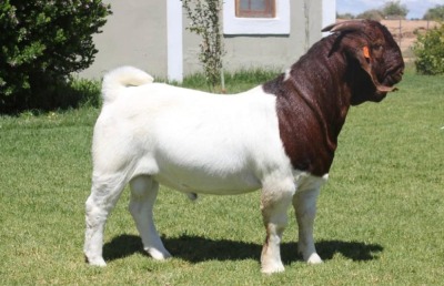 WITHDRAWN - BOER GOAT BUCK DIRK LOTTER BOER GOAT STUD