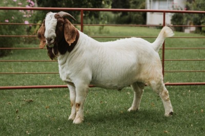 WITHDRAWN- BOER GOAT BUCK PJ VAN RENSBURG BOER GOAT STUD