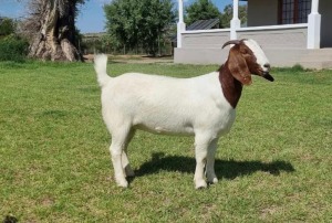 WITHDRAWN- BOER GOAT BUCK DIRK LOTTER BOER GOAT STUD