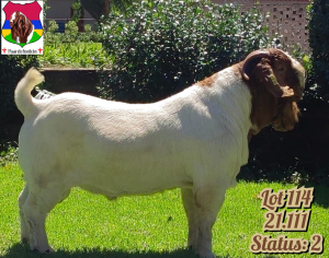 WITHDRAWN- BOER GOAT BUCK PAARDEFONTEIN BOER GOAT STUD