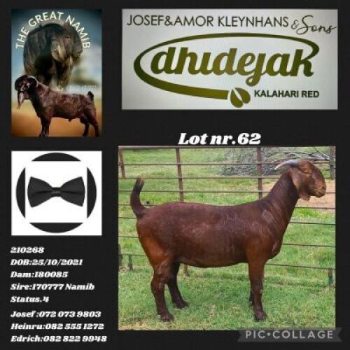 WITHDRAWN- KALAHARI RED DOE DHIDEJAK KALAHARI RED