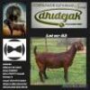WITHDRAWN- KALAHARI RED DOE DHIDEJAK KALAHARI RED