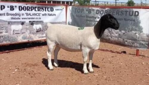 1X DORPER OOI/EWE T5