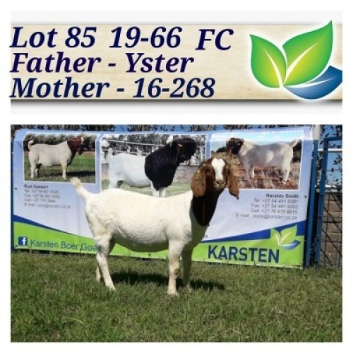 1X BOERBOK OOI/EWE KUDDE/KLEUR