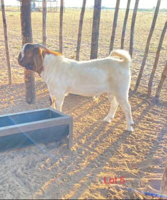 1 x BOER GOAT RAM Lebogang Kelebogile