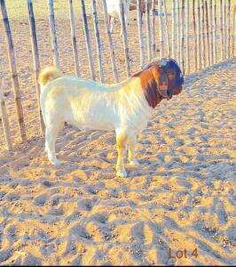 1 x BOER GOAT RAM Lebogang Kelebogile