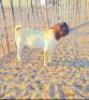 1 x BOER GOAT RAM Lebogang Kelebogile