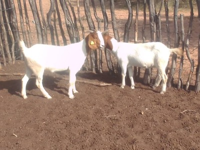 2 x BOER GOAT EWE Mbapusa Mbapusa (Pay per animal)