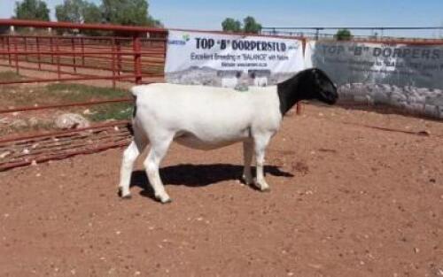 1X DORPER OOI/EWE T5