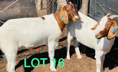 2 x BOER GOAT EWE Bennie Magawe (Pay per animal)