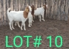 3 x BOER GOAT EWE Mbapusa Mbapusa (Pay per animal)