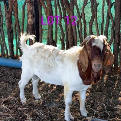 1 x BOER GOAT BUCK Fernando Siamisang