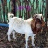 1 x BOER GOAT BUCK Fernando Siamisang