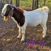 1 x BOER GOAT BUCK Fernando Siamisang