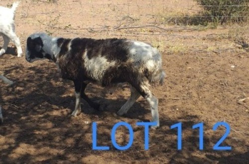 1 x MEATMASTER X VAN ROOY RAM Edison Kegatetse