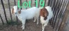 4 x BOER GOAT EWE Karitomba Tuvare (Pay per animal)