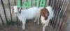4 x BOER GOAT EWE Karitomba Tuvare (Pay per animal)