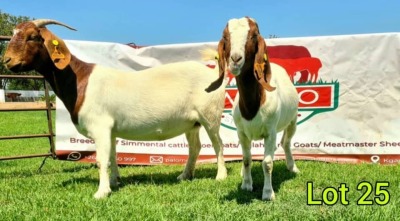 2 x BOER GOAT EWE Palo Mokwena (Pay per animal)