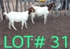 2 x BOER GOAT EWE Anthony Kuhanga (Pay per animal)