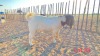 1 x BOER GOAT BUCK Lebogang Kelebogile