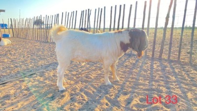 1 x BOER GOAT BUCK Lebogang Kelebogile