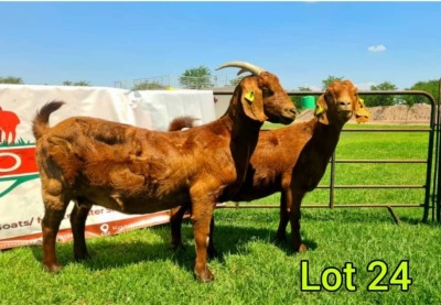 2 x KALAHARI RED EWE Palo Mokwena (Pay per animal)