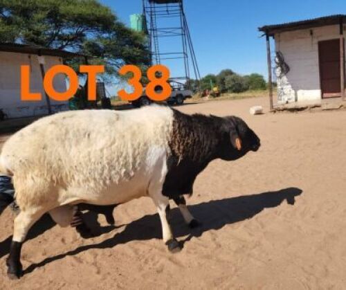 1 x BLACK HEAD DORPER RAM Andrew Seeletso