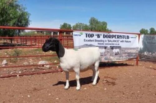 1X DORPER OOI/EWE T5