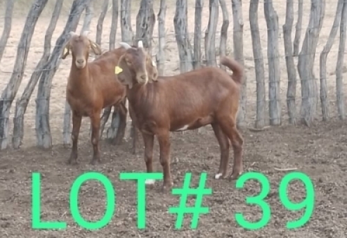 2 x KALAHARI RED EWE Mbapusa Mbapusa (Pay per animal)