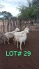 3 x WHITE HEAD DORPER EWE Japhta Kuhanga (Pay per animal)