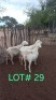 3 x WHITE HEAD DORPER EWE Japhta Kuhanga (Pay per animal)