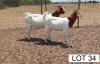 2 x BOER GOAT EWE Lebogang Kelebogile (Pay per animal)