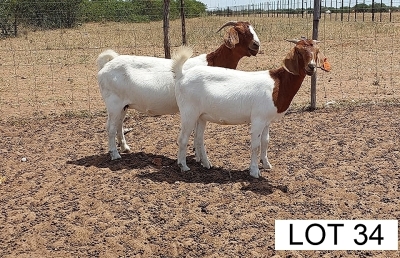 2 x BOER GOAT EWE Lebogang Kelebogile (Pay per animal)