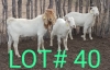 3 x BOER GOAT & SAVANNAH BUCK Mbapusa Mbapusa (Pay per animal)