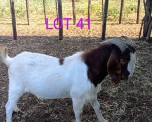 1 x BOER GOAT BUCK Fernando Siamisang