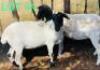 2 x BLACK HEAD DORPER EWE Bennie Magawe (Pay per animal)