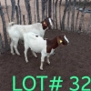 2 x BOER GOAT EWE Anthony Kuhanga (Pay per animal)