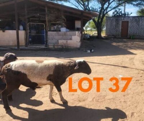 1 x BLACK HEAD DORPER RAM Andrew Seeletso