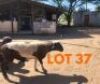 1 x BLACK HEAD DORPER RAM Andrew Seeletso