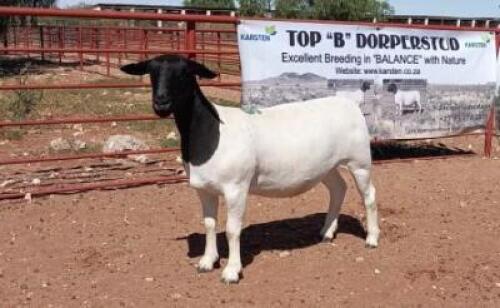 1X DORPER OOI/EWE T5