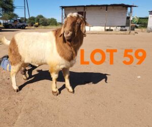 1 x BOER GOAT BUCK Andrew Seeletso