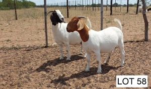 2 x BOER GOAT EWE Lebogang Kelebogile (Pay per animal)