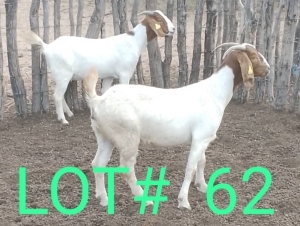 3 x BOER GOAT EWE Mbapusa Mbapusa (Pay per animal)