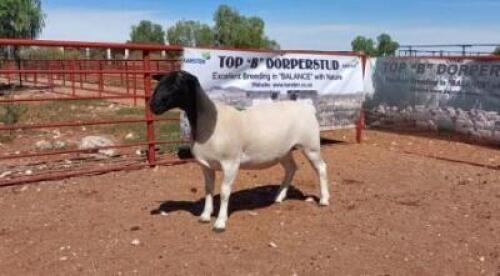 1X DORPER OOI/EWE T5