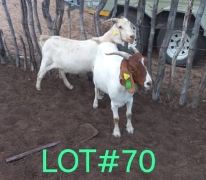 1 x BOER GOAT EWE Japhta Kuhanga