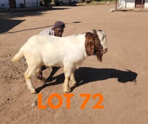 1 x BOER GOAT BUCK Andrew Seeletso