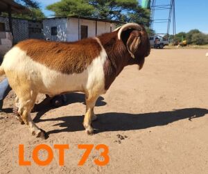 1 x BOER GOAT BUCK Andrew Seeletso