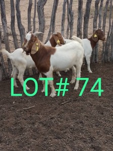 3 x BOER GOAT BUCK+ 2 EWE Mbapusa Mbapusa (Pay per animal)