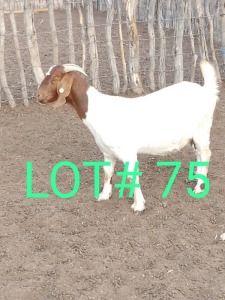 1 x BOER GOAT EWE Mbapusa Mbapusa